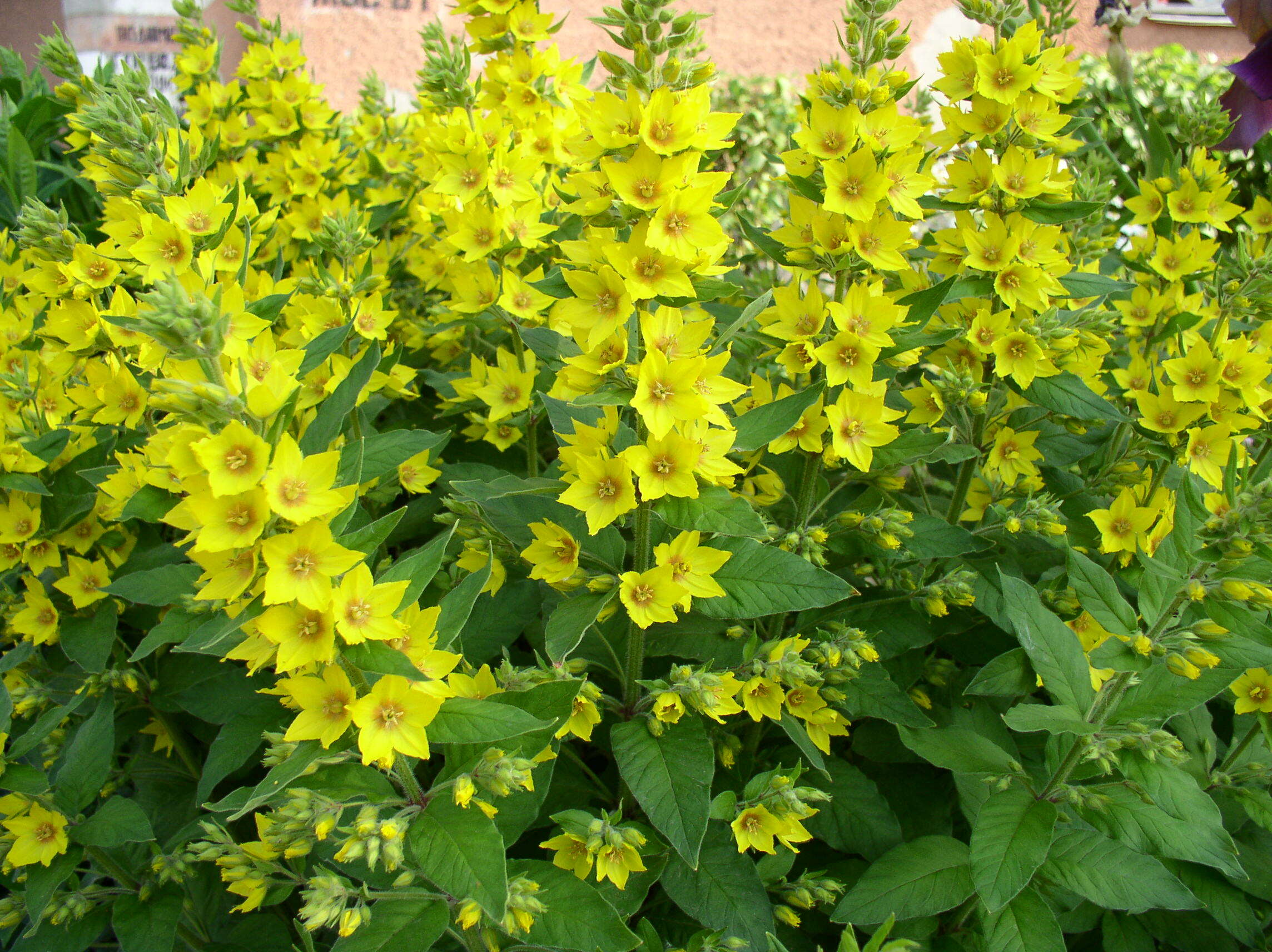 Image of Dotted Loosestrife