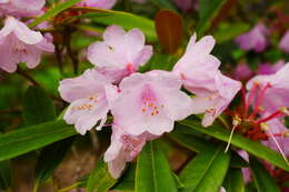 Image de Rhododendron degronianum Carr.