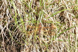 Image of Brown Hawker