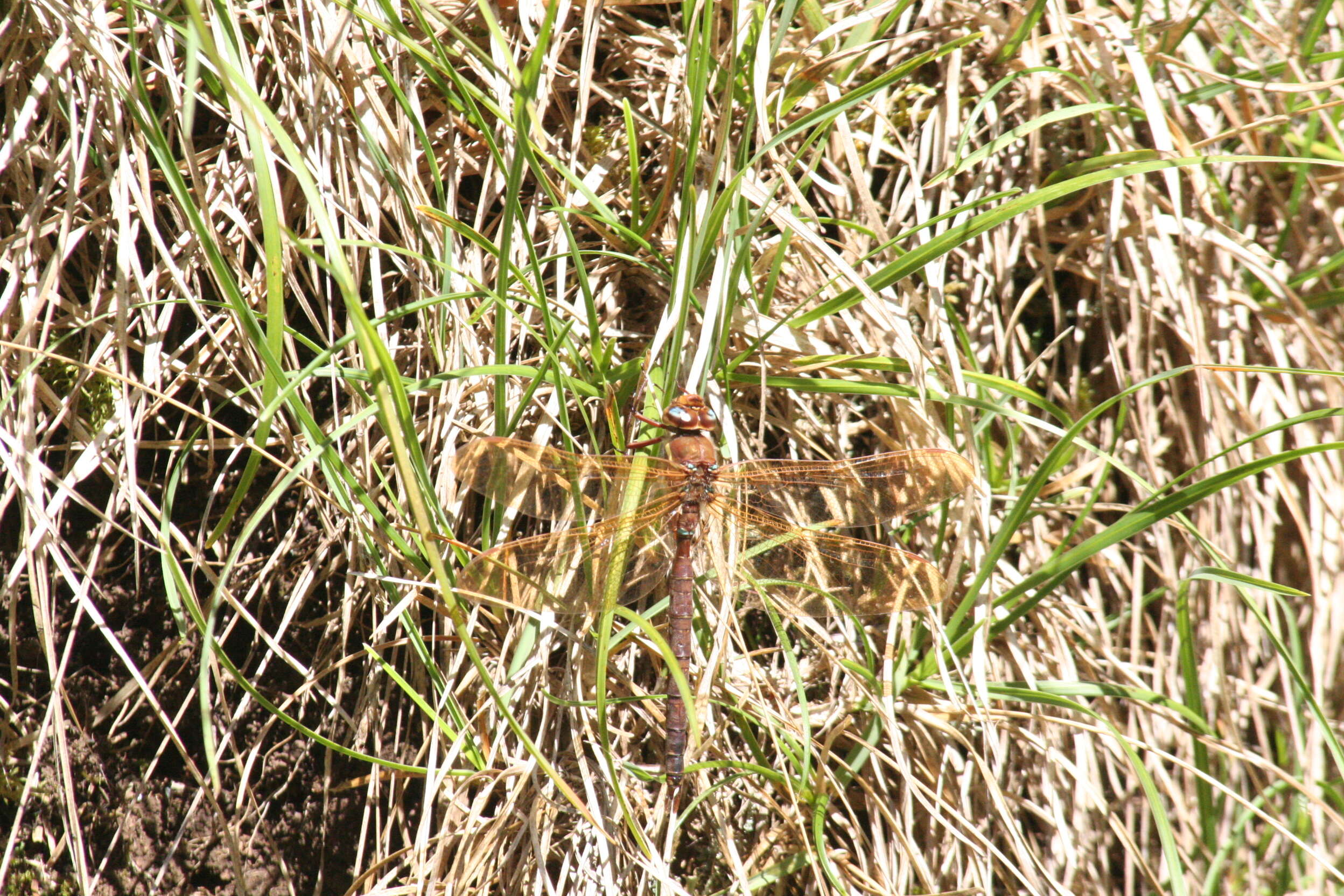 Image of Brown Hawker