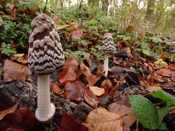 Imagem de Coprinopsis picacea (Bull.) Redhead, Vilgalys & Moncalvo 2001