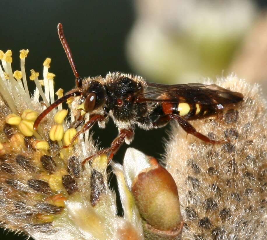 Image of Nomada leucophthalma (Kirby 1802)