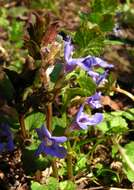 Image of Ground ivy