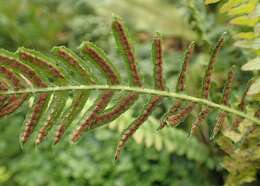 Image of Small Rasp Fern