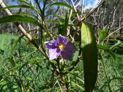 Image of Large Kangaroo Apple