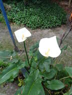 Image of Arum lily