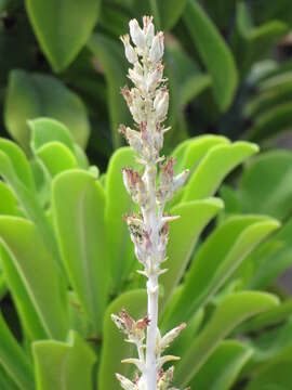 Kalanchoe luciae resmi