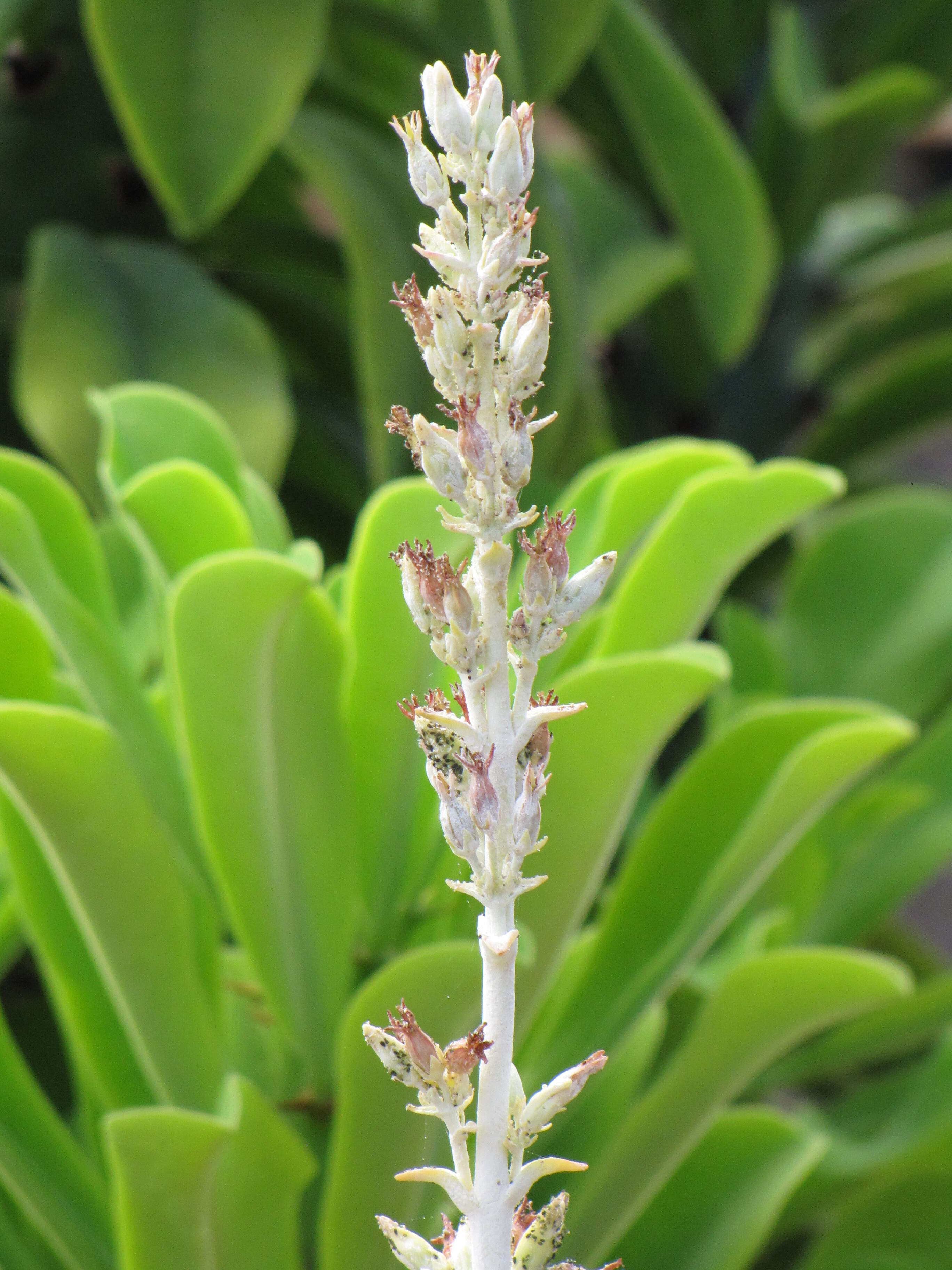 Image of Kalanchoe luciae