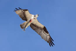 Image of ospreys