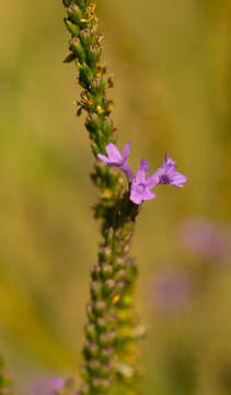 Image of hoary verbena