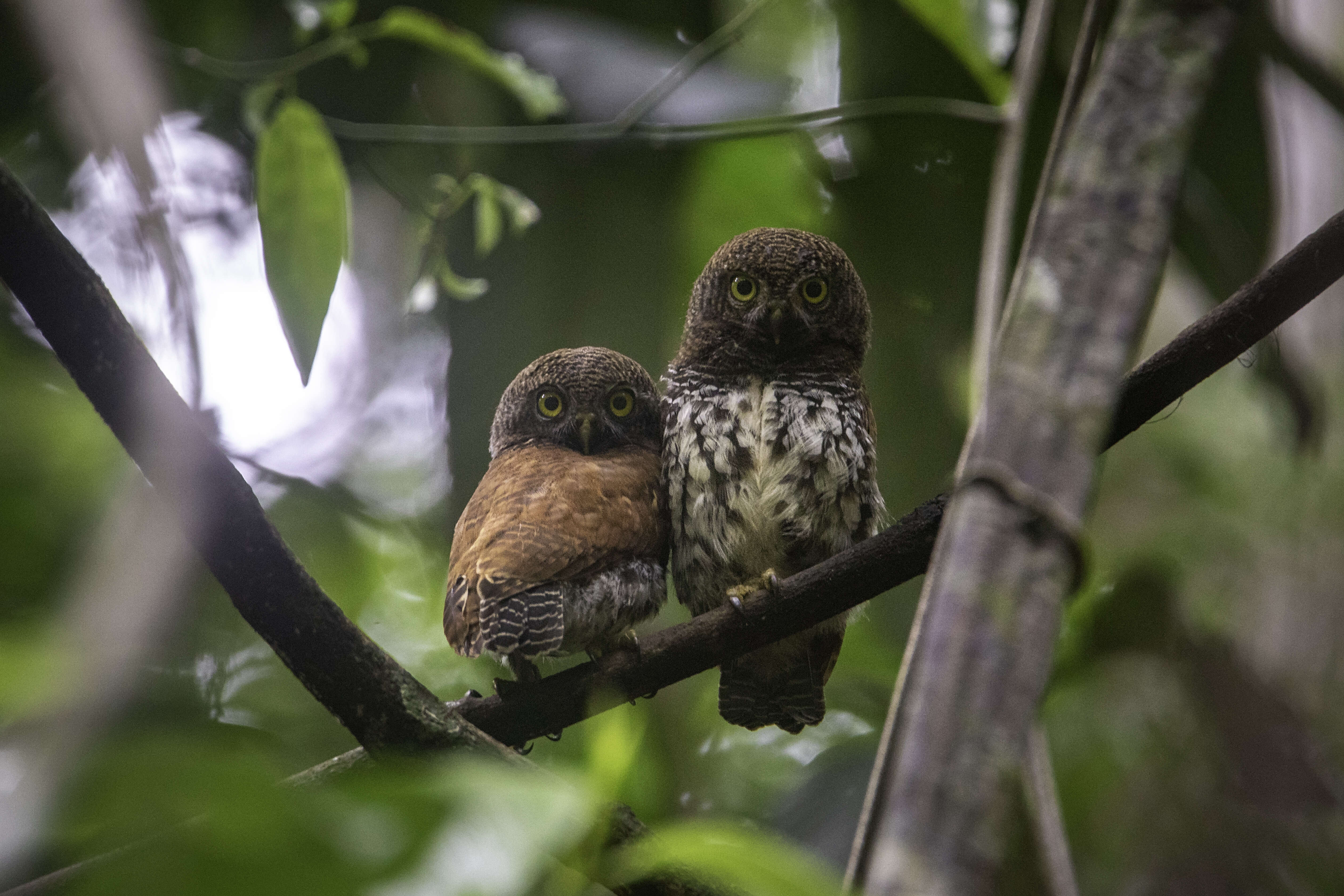 Image of Chestnut-backed Owlet