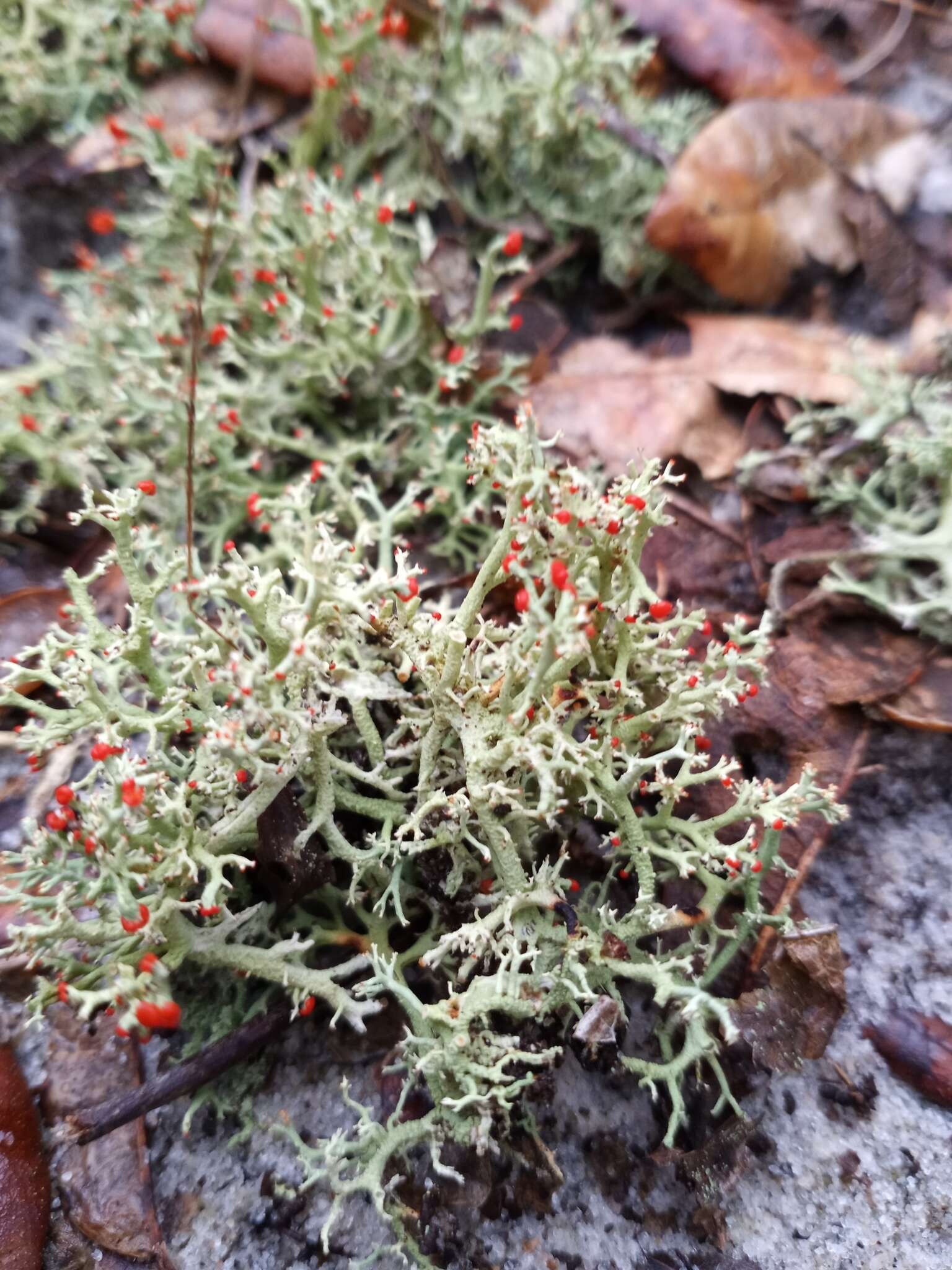 Слика од Cladonia cristatella Tuck.