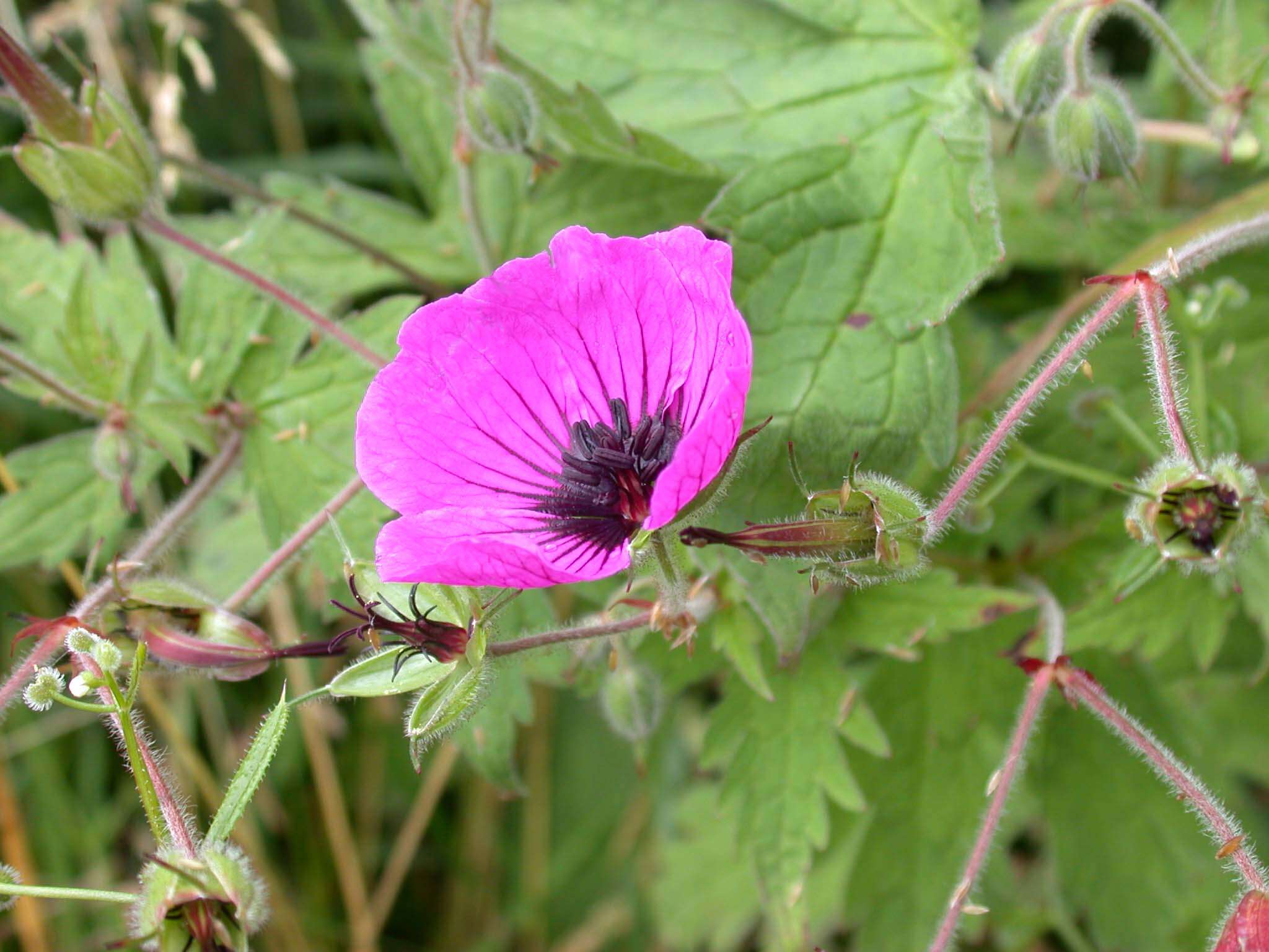 Image of Armenian crane's-bill