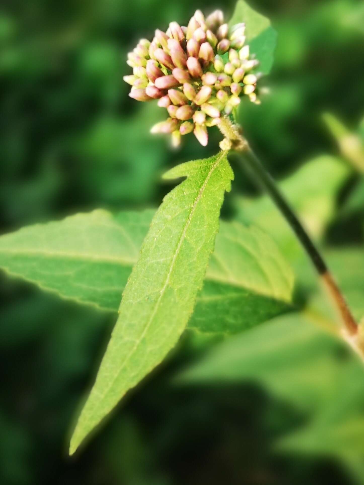 Image of hemp agrimony