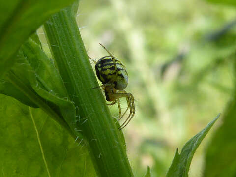 Image of Mangora acalypha (Walckenaer 1802)