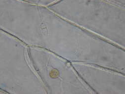 Image of unclassified Rhizophydiales