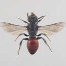 صورة Sphecodes pellucidus Smith 1845