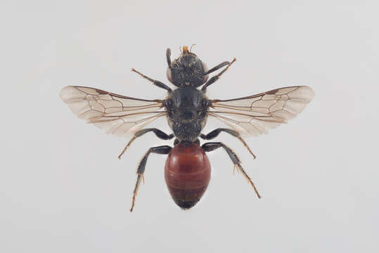 Sphecodes pellucidus Smith 1845 resmi