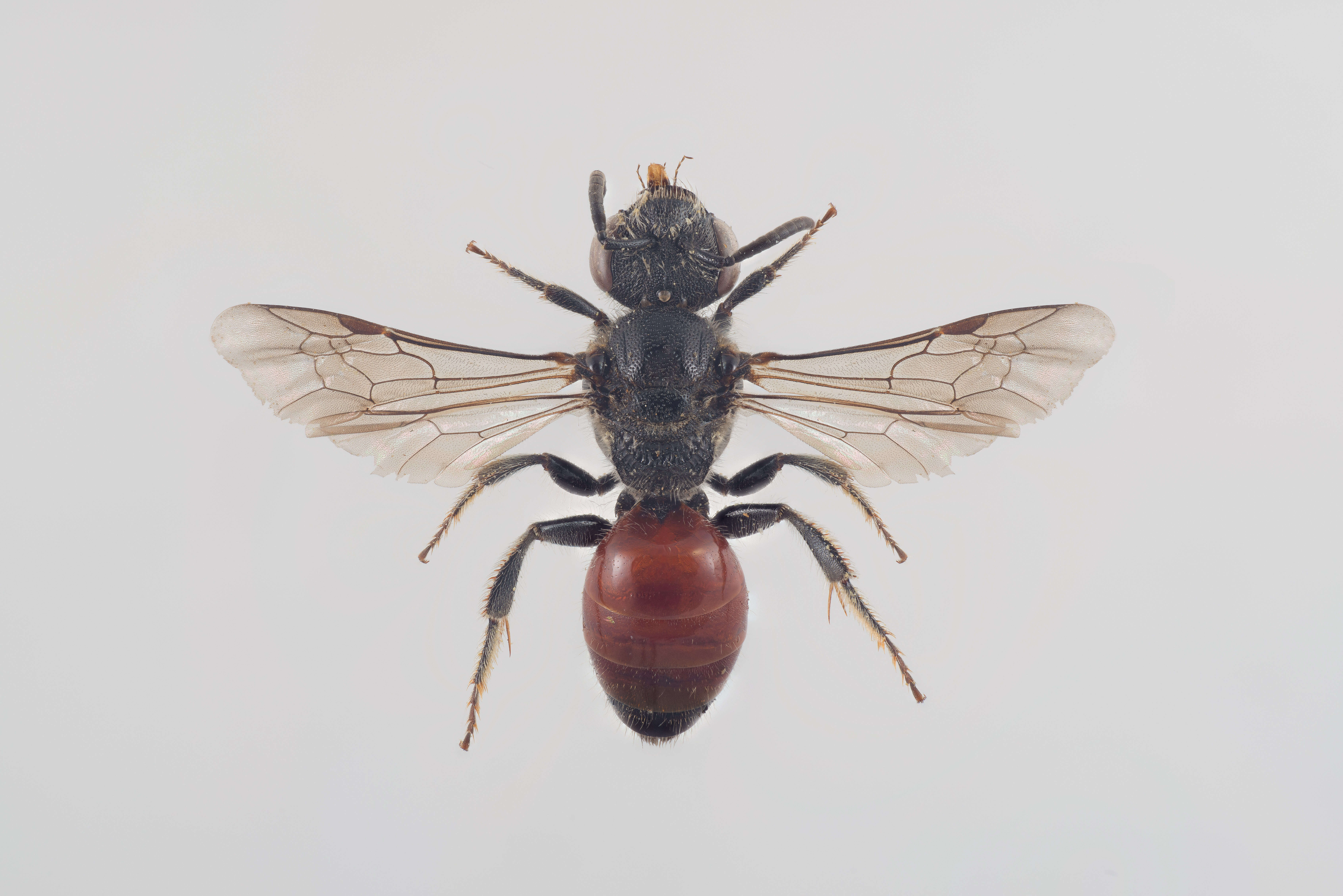 Image of Sphecodes pellucidus Smith 1845