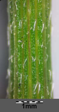 Image of Japanese hedge-parsley