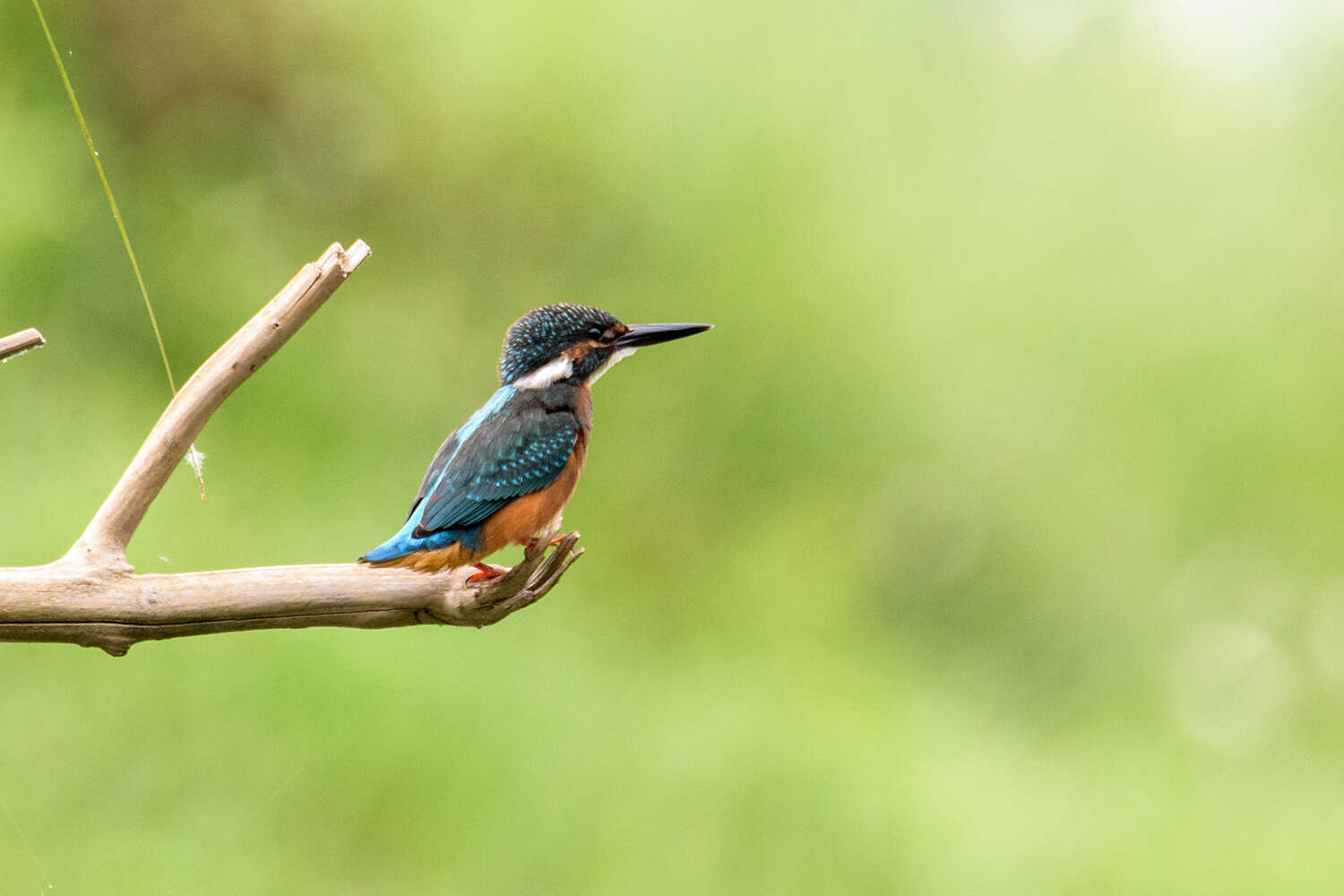 Image of Common Kingfisher