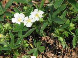 Image of White Cinquefoil