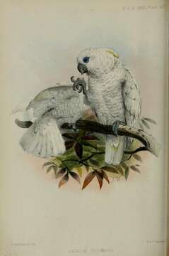 Image of Blue-eyed Cockatoo