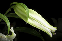 Lilium auratum Lindl. resmi