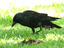 Image of Corvus dauuricus