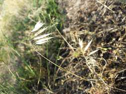 Imagem de Bromus squarrosus L.