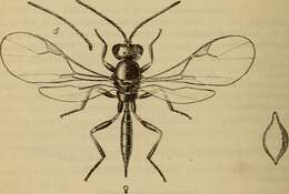 Image of Wasp