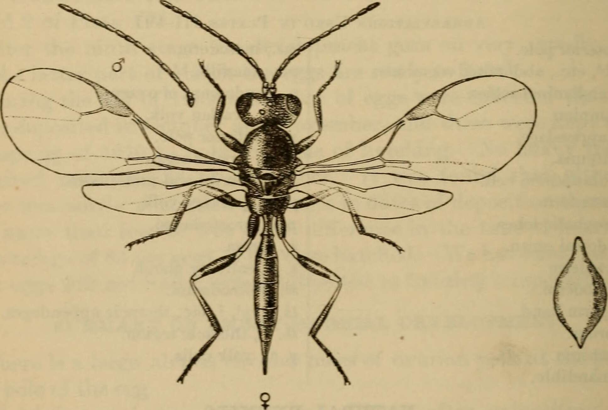 Imagem de Lysiphlebus testaceipes (Cresson 1880)