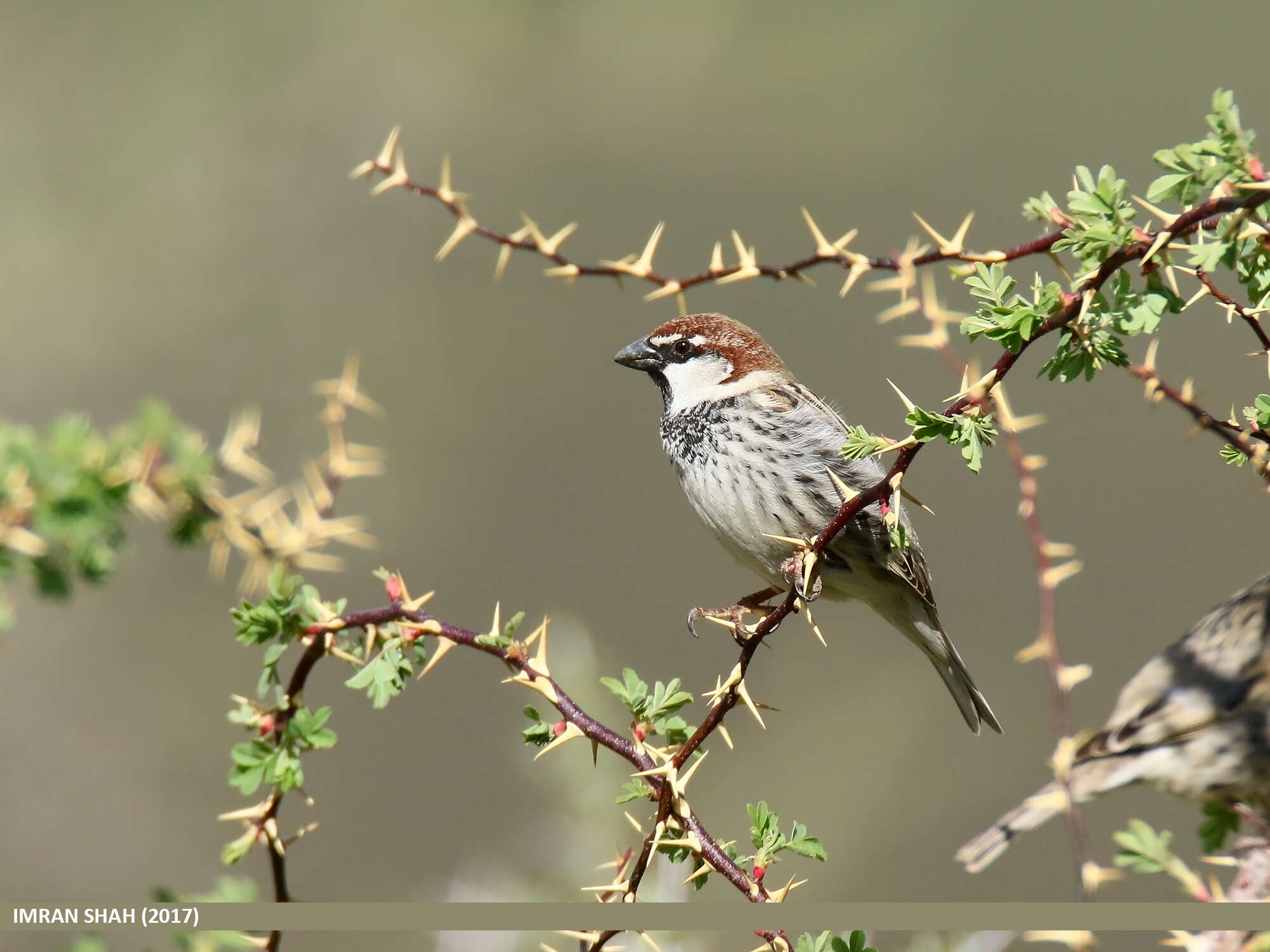 Image of Spanish Sparrow