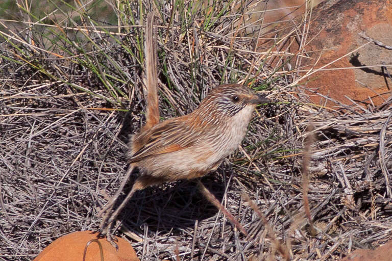 Image of Short-tailed Grasswren