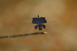 Слика од Rhyothemis triangularis Kirby 1889