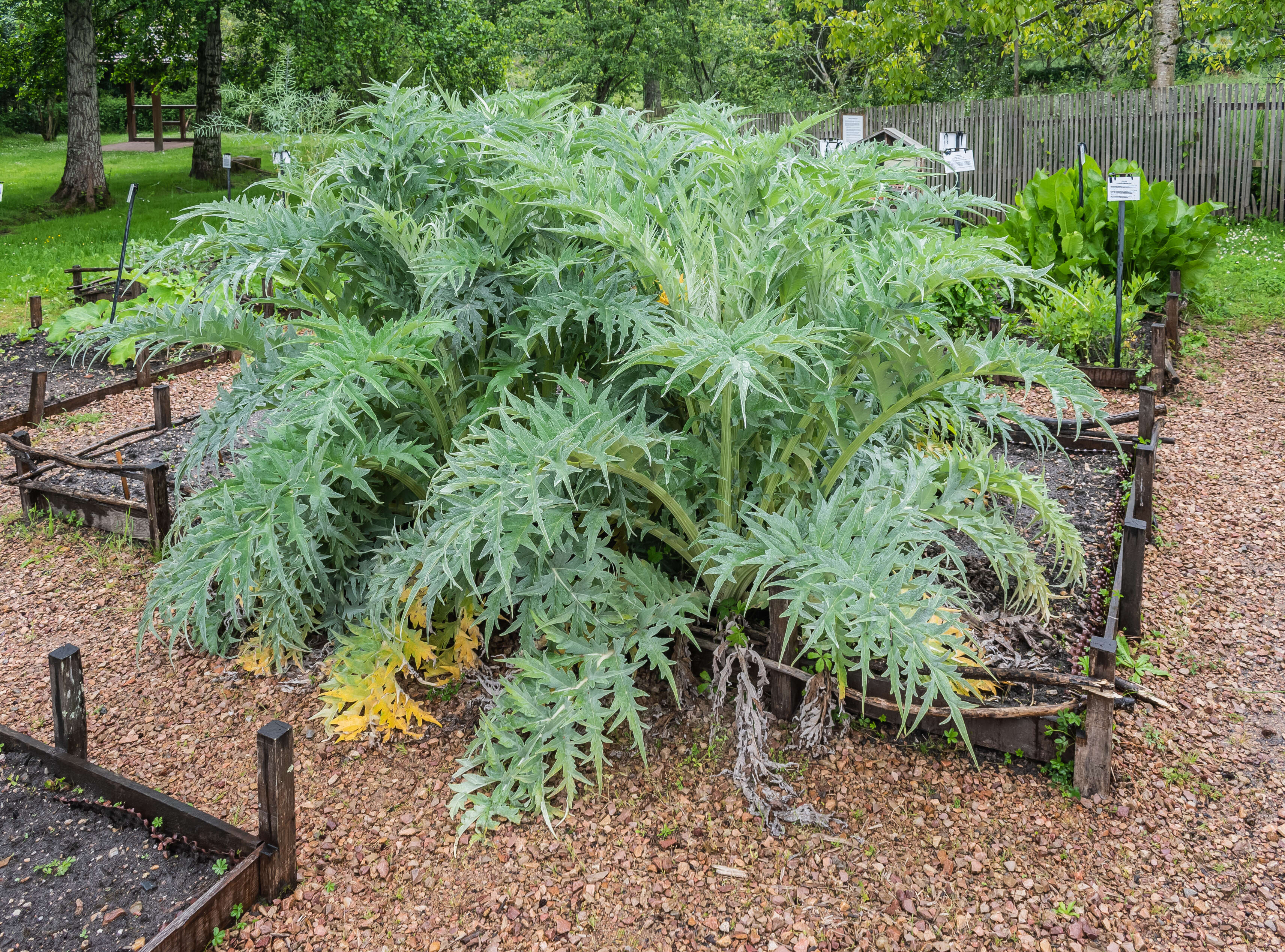 Image of cardoon