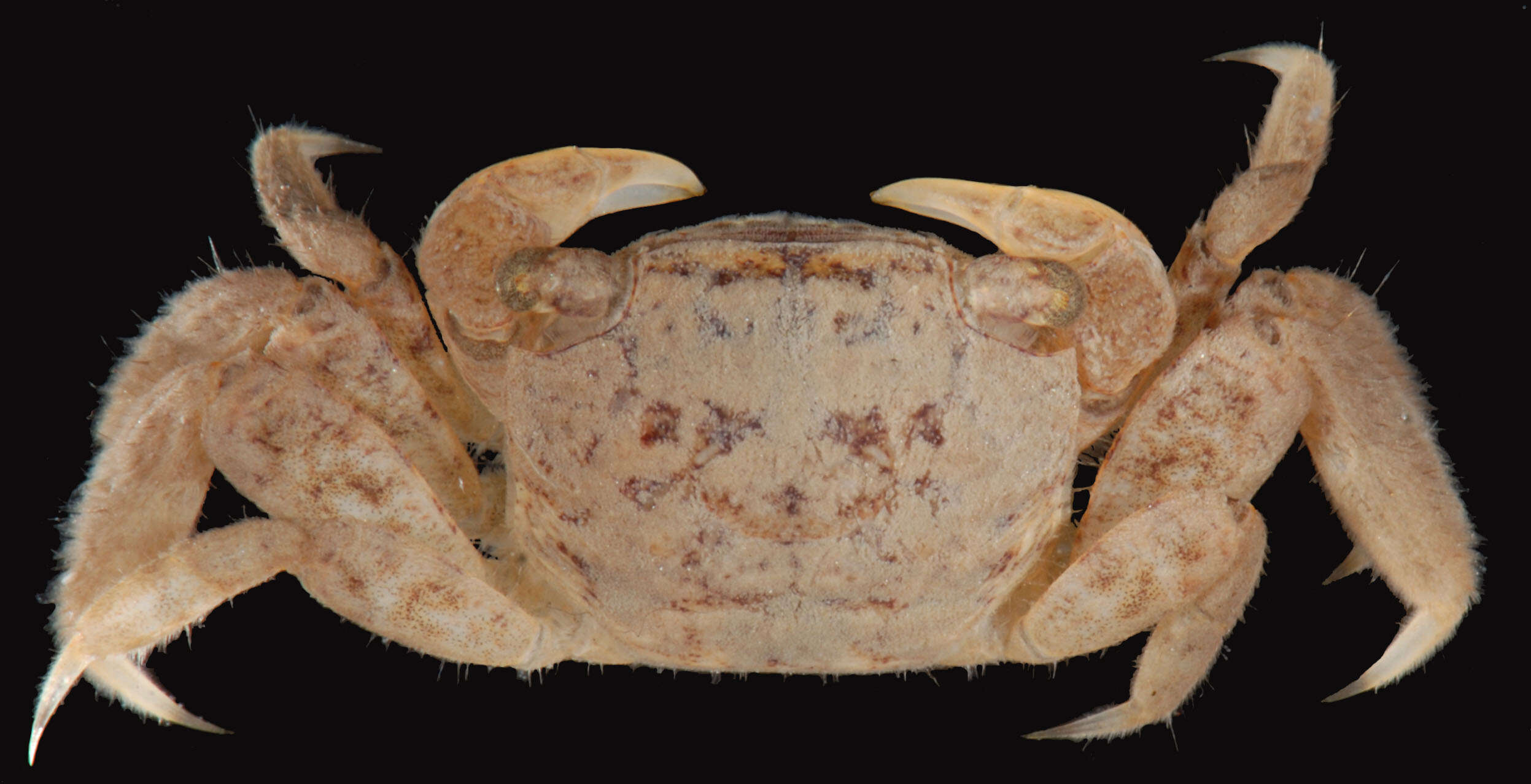 Image of heavy marsh crab