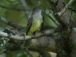 Elaenia flavogaster (Thunberg 1822) resmi