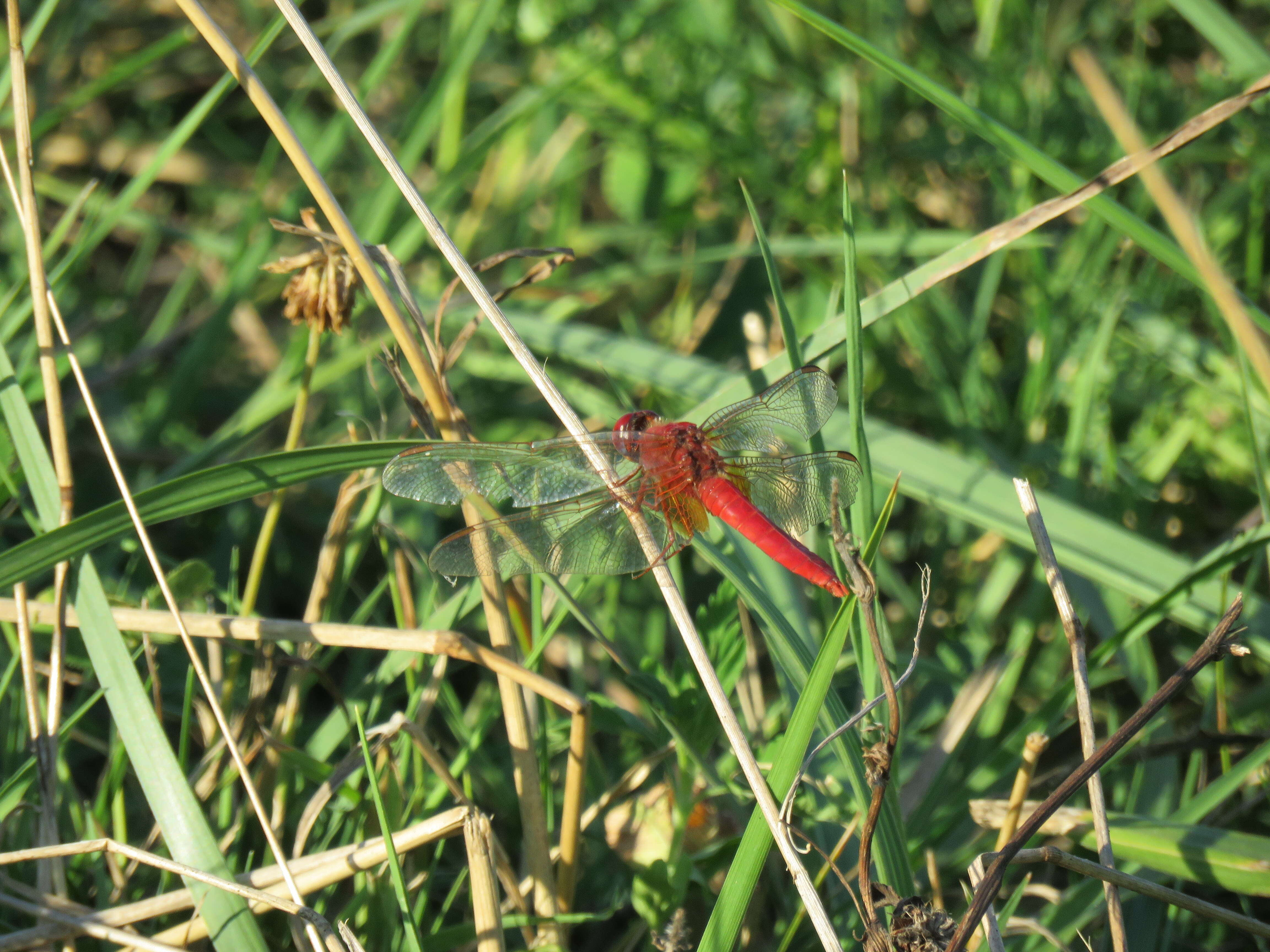 Image of Broad Scarlet