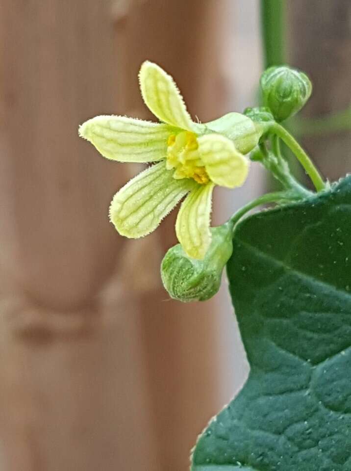 Sivun Zehneria scabra (L. fil.) Sond. kuva