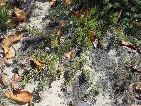 Plancia ëd Vexatorella obtusata (Thunb.) Rourke