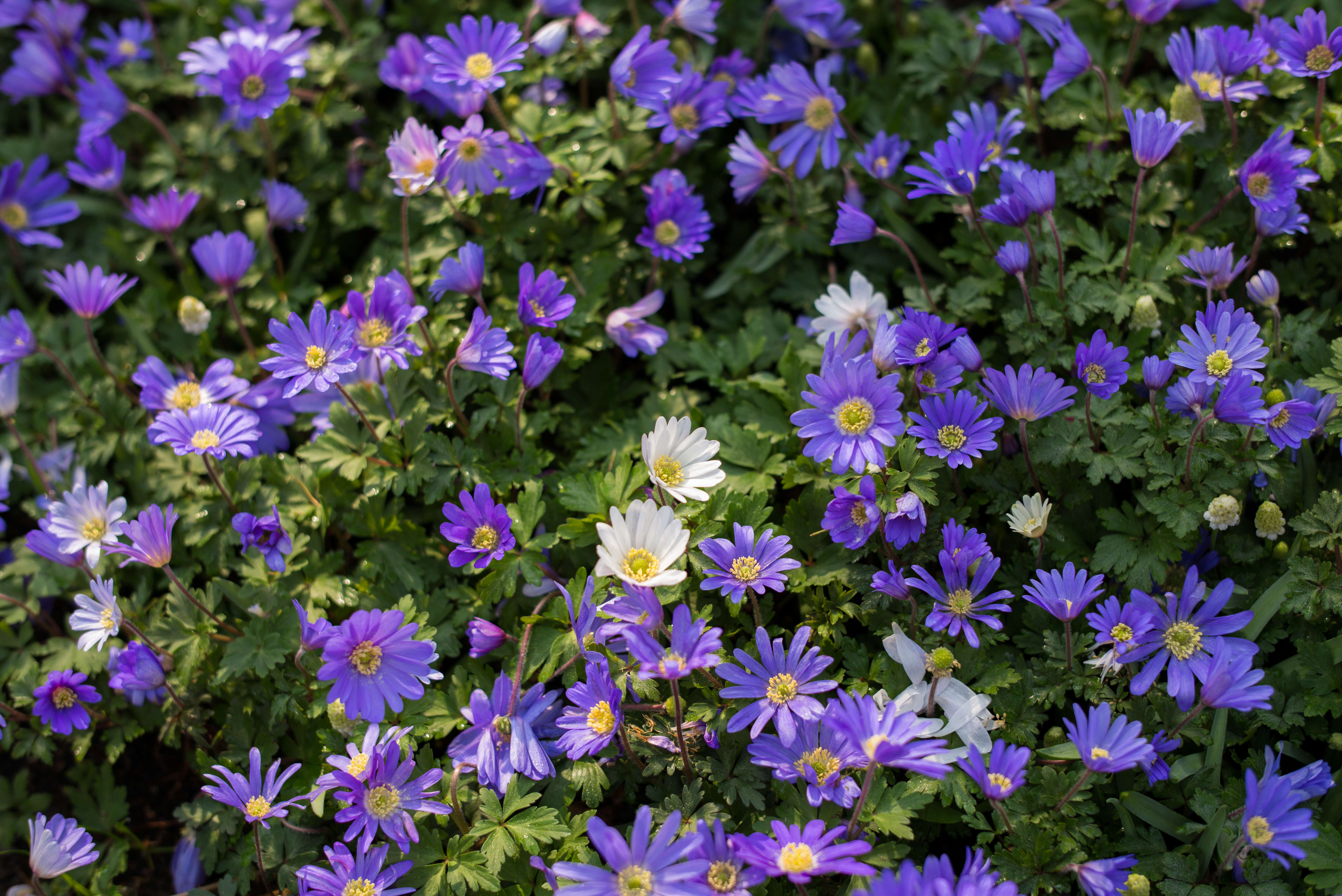 Image of Balkan Anemone