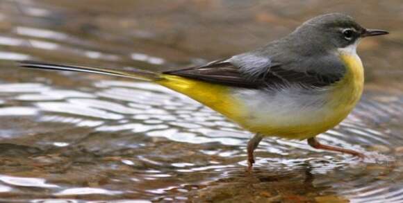 Image of Grey Wagtail