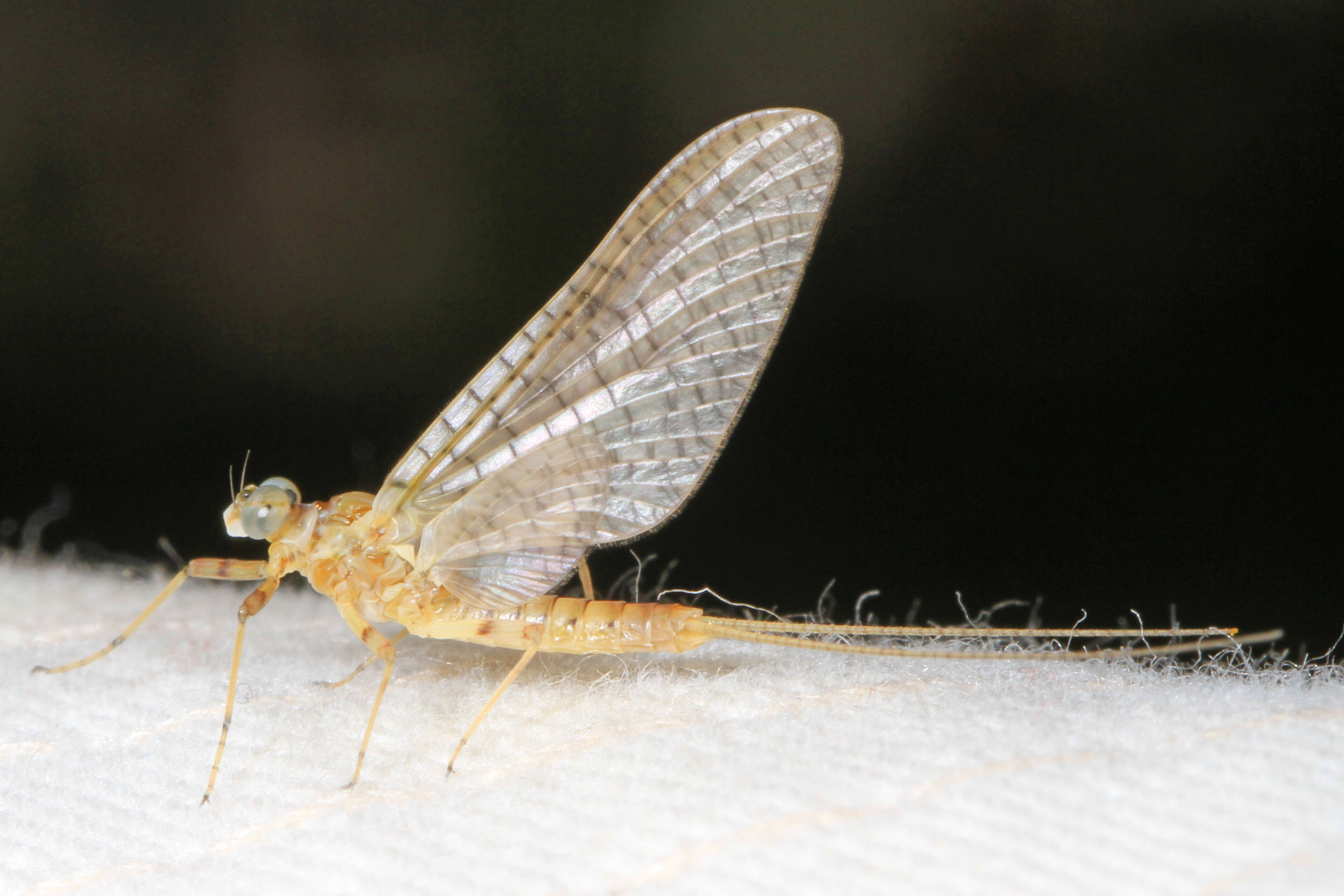 Image of Maccaffertium