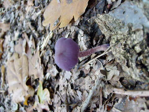 Image of Laccaria amethystina Cooke 1884