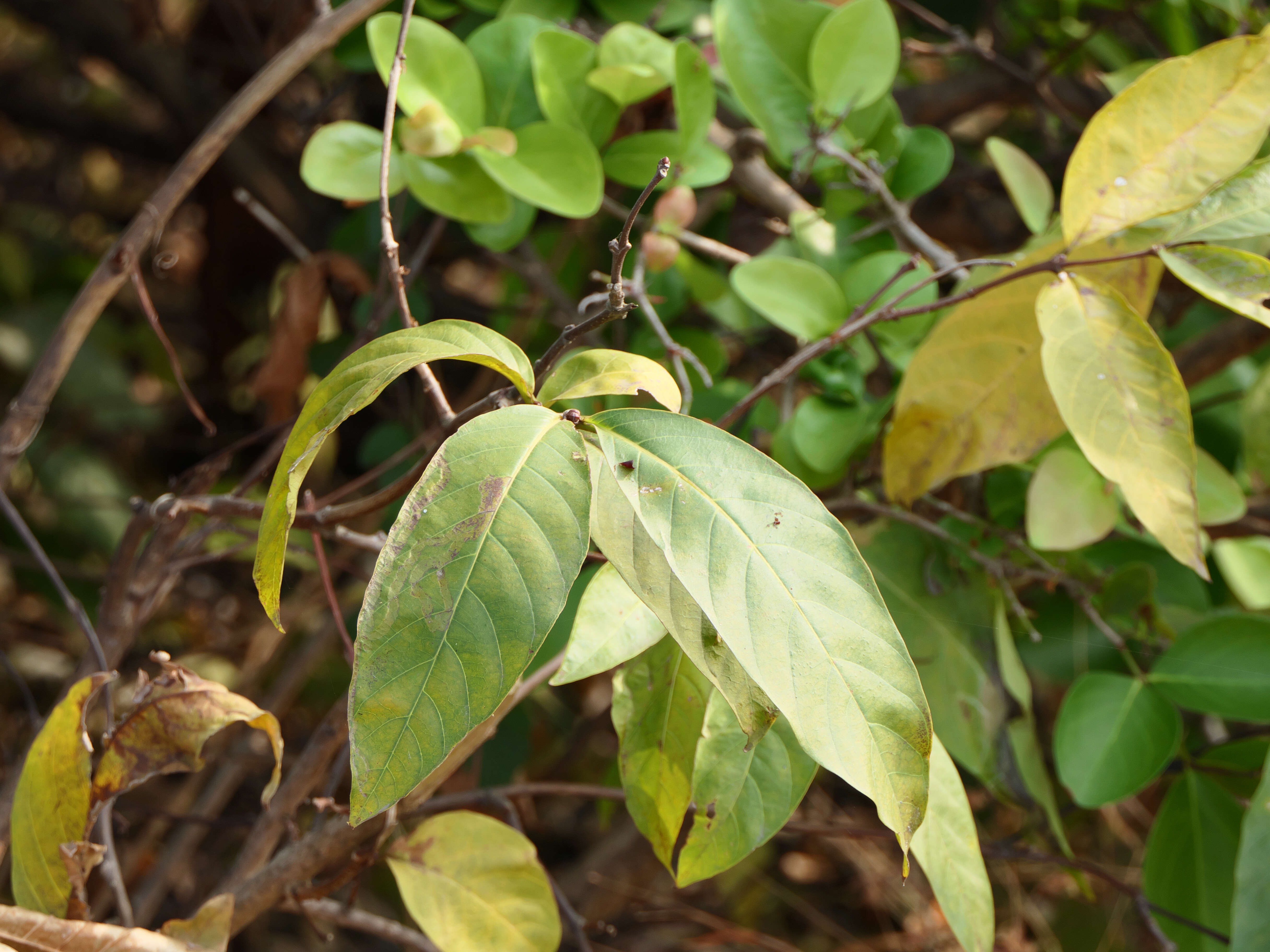 Image of Bitter Oleander