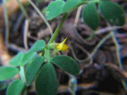 Image de Acmispon wrangelianus (Fisch. & C. A. Mey.) D. D. Sokoloff