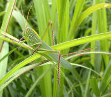 Image of Chondracris rosea (De Geer 1773)