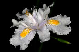 Sivun Iris japonica Thunb. kuva