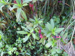 Image of American Nightshade